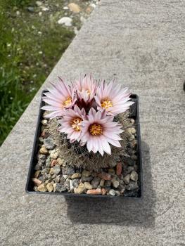 Gymnocactus nelissenii